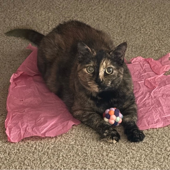 Meet your Posher, Tanya - Picture 2 of 2